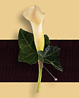Calla Lily Boutonnaire